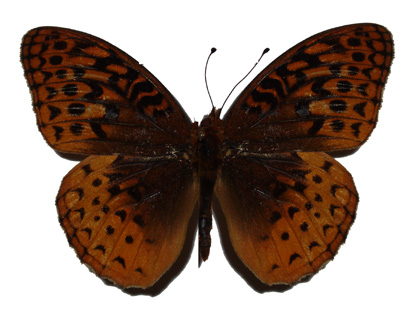 frittilary butterfly