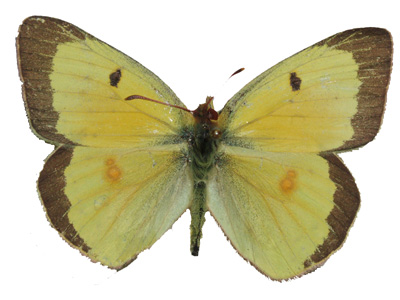 sulphur butterfly